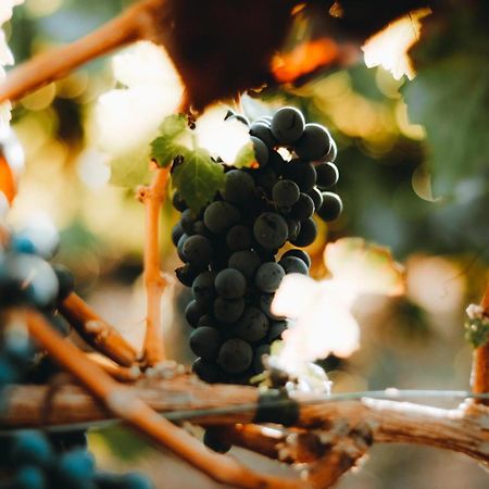 Hotel Boutique Raices De Colchagua سانتا كروز المظهر الخارجي الصورة